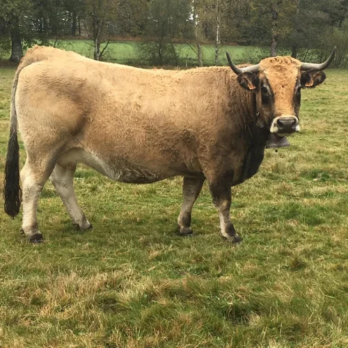 aubrac race vente