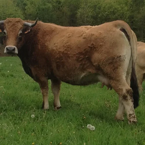 aubrac vente vache