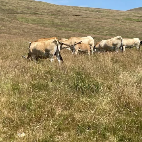 plateau vaches race aubrac