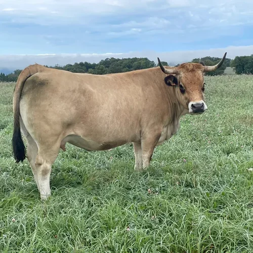 producteur race aubrac
