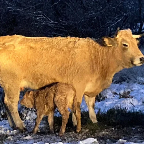 races aubrac vente reproducteurs