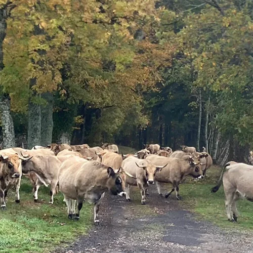 races aubrac vente reproducteurs