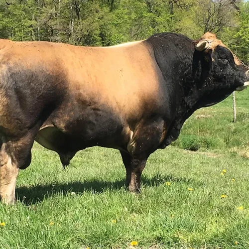 taureau race aubrac