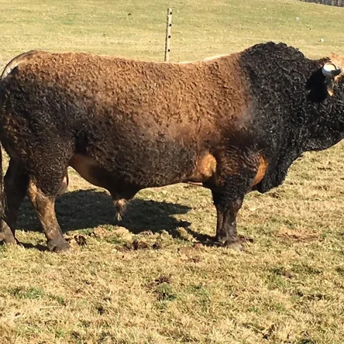 taureau race aubrac vente