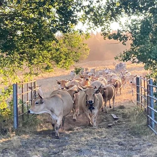 troupeau vache race aubrac
