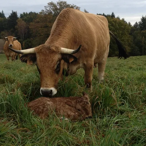 vache aubrac vente
