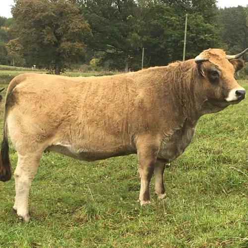 vache race aubrac vente12