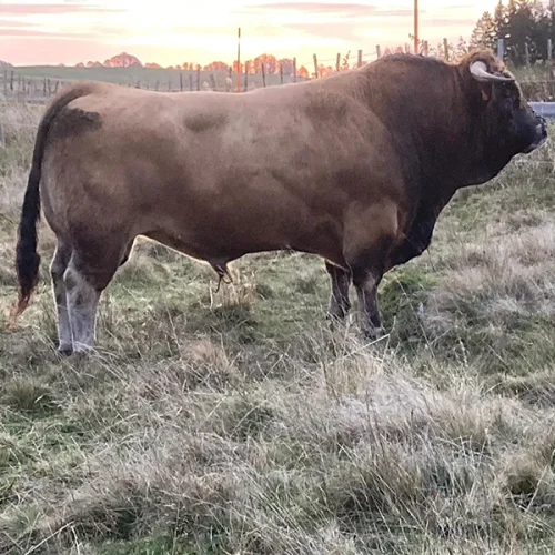 vache taureau race aubrac