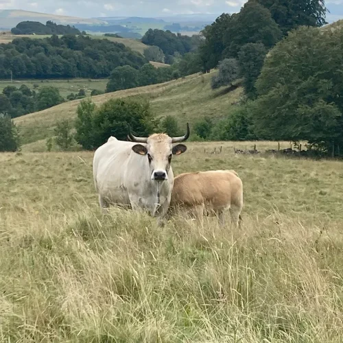 vache veau race aubrac