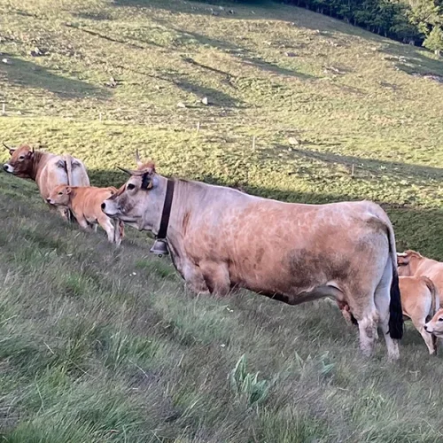 vaches race aubrac