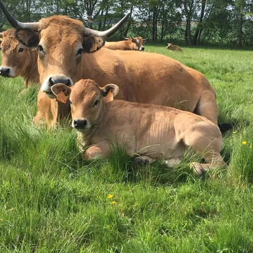 veau race aubrac vente