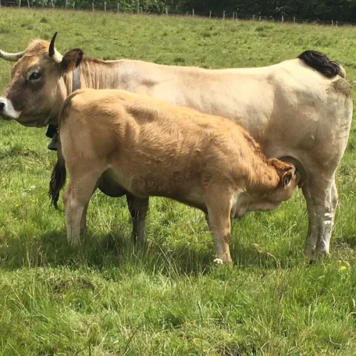 veau vache race aubrac