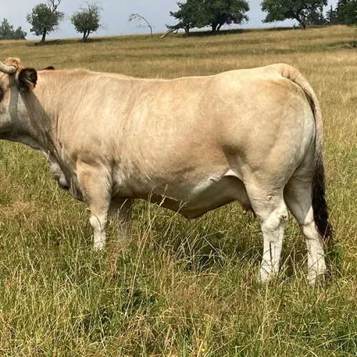 vente 12 vache race aubrac