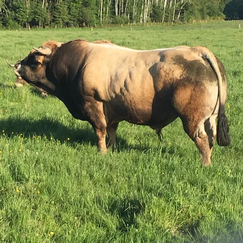 vente taureau race aubrac