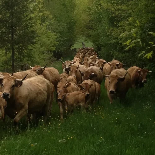 vente vache aubrac