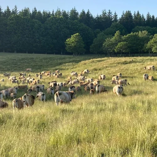 vente vaches race aubrac